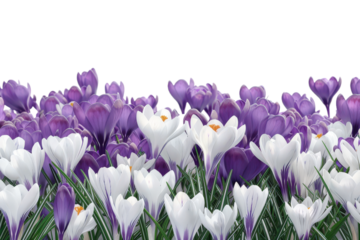 A vibrant field of purple and white crocuses blooming in early spring.