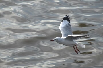 seagull evacuate in winter flying to feeding food on sea at Bang poo travel location in Thailand 
