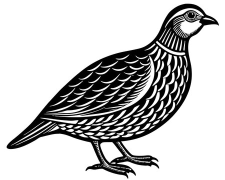 recommend clip art: partridge bird silhouette vector black illustration 