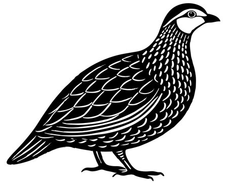 recommend clip art: partridge bird silhouette vector black illustration 