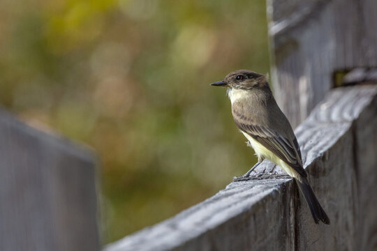 An eastern phoebe (Sayornis phoebe) perched on a wooden fence in Osprey, Florida