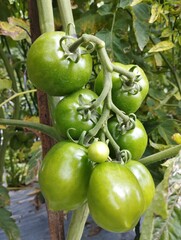 green tomatoes in a greenhouse