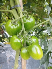green tomatoes on a vine