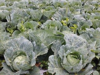 cabbage in the field