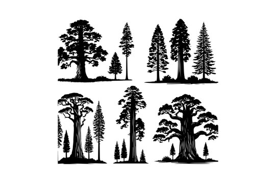 set of redwood tree silhouette silhouette . nature tree isolated - Redwood logo type  icon illustration bundle