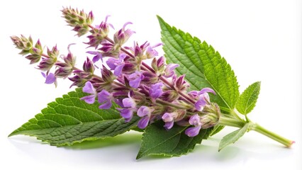 Close-up of isolated inflorescences of clary sage (Salvia sclarea) on white background