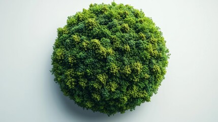 Lush green spherical shrub on a clean white background resembling a topiary or green planet. Generative AI