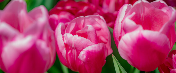 Pink spring flowers tulips. Spring background for Easter or Valentines Day. Beautiful bouquet of tulips in spring with blurred background. Bright purple color of blossom tulips. Violet Spring flower.