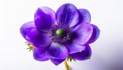 Obraz premium Anemone purple on white background isolated. Beautiful flower.