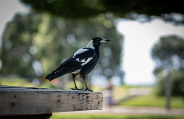 Bird on the edge of a table 