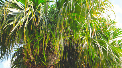 Palm Trees in Okinawa, Japan