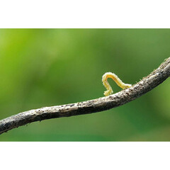 Caterpillar