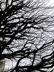 Portrait of spooky tree branches on a foggy and cloudy day