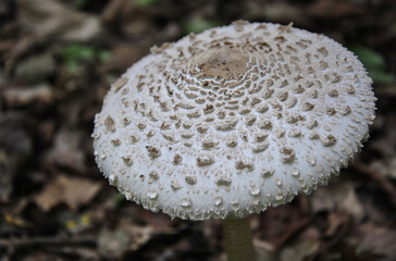 Parasol mushroom close-up. Macrolepiota procera mushroom growing in the forest. selective focus