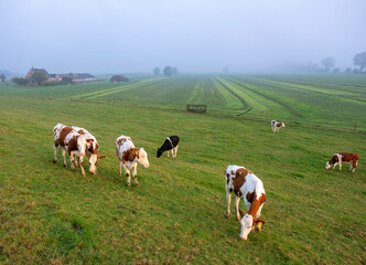 spotted red and white calves in green meadow seen from river dike in holland