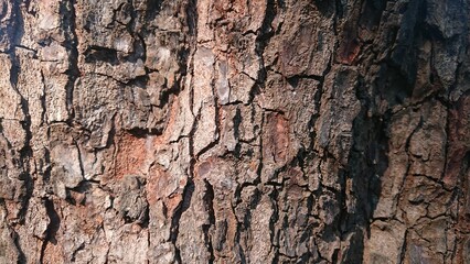 Texture of Wood at Hot Sunny Day
