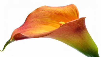 Calla Lily orange on white background isolated. Beautiful flower.