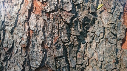 Texture of Wood at Hot Sunny Day