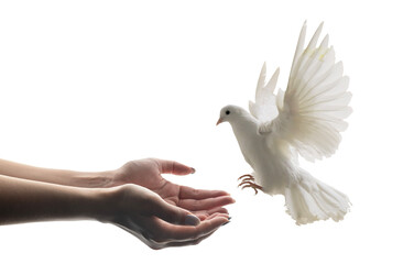 Obraz premium white dove flying happily on praying hand , hope and freedom concept