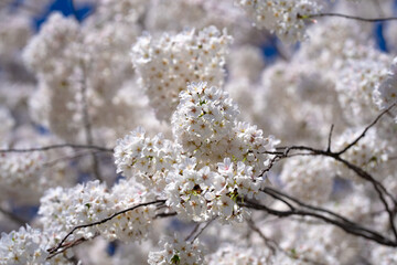 Bunches of plum blossom with white flowers against the blue sky. Spring blossom background. Blossoming apple tree branch on sky background. Spring flowering tree branch with white flowers.