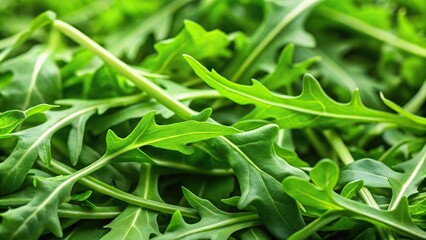 Fototapeta premium Close-up shot of fresh arugula leaves