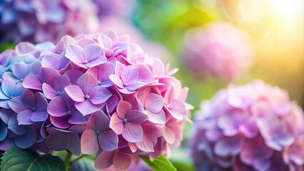 Obraz premium Close-up shot of hydrangea flowers with soft and blurred romantic background