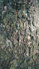 Texture of Wood at Hot Sunny Day