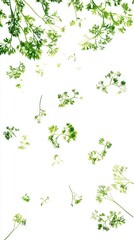 Falling fresh chervil leaves scattered on a white background. Delicate green herbs perfect for natural and organic culinary themes.. Generative AI