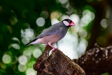 Tropical Rice Bird (Lonchura Oryzivora), belongs to the family of the finches (Estrildidae)