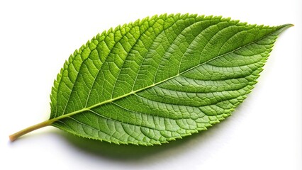 Fototapeta premium Green leaf with shallow depth of field on white background