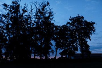 The majestic trees stand beautifully silhouetted against the clear blue sky, creating a stunning natural landscape that captivates the viewer