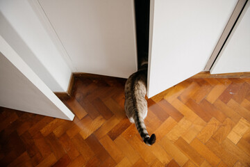 A curious cat is peeking out from a doorway while standing on a beautifully crafted wooden floor that gives warmth to the space