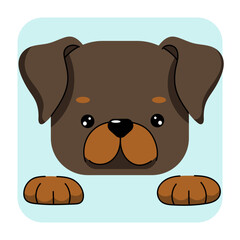 Rottweiler dog face flat vector illustrtion. Rottweiler dog icon