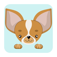 Chihuahua dog face flat vector illustrtion. Chihuahua dog icon
