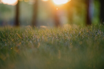 A beautiful field filled with lush green grass stretches out before you, with tall trees standing...