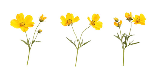 three set of A bunch of yellow flowers isolated transparent background