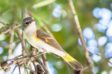 An American redstart (Setophaga ruticilla), young or female, in Sarasota, Florida during fall migration