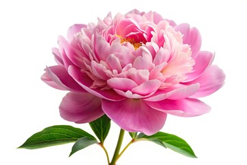 pink peony flower isolated on white backdrop lush petal convey elegance and fragility