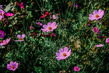Vibrant pink cosmos flowers blooming in a lush garden during late spring, showcasing the beauty of nature's colors