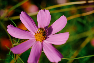 Obraz premium A close-up of a pink cosmos flower with a bee collecting pollen during a sunny day in a vibrant garden