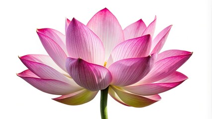 Panoramic lotus flower isolated on white background