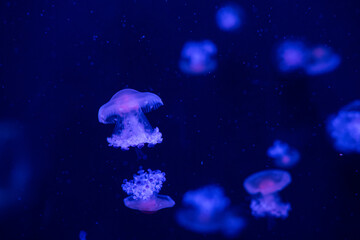 Glowing jellyfish illuminate dark waters in an aquarium during a nighttime exhibit © reddish