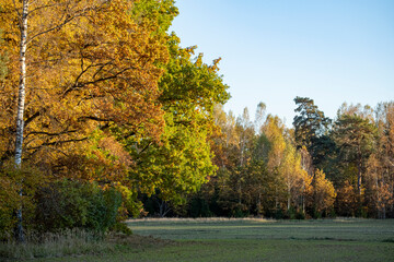 Autumn landscape with a forest and a field 