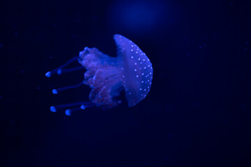 Ethereal jellyfish gracefully floating in deep blue waters of an aquarium at night