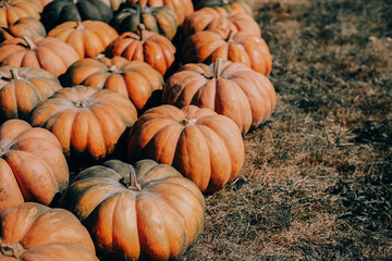 Rows of ripe pumpkins arranged on a dry field during autumn harvest season