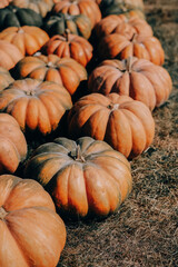 Rows of ripe pumpkins ready for harvest at a farm during autumn in a sunlit field