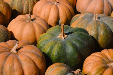 Colorful array of pumpkins at a fall market gathering on a sunny afternoon