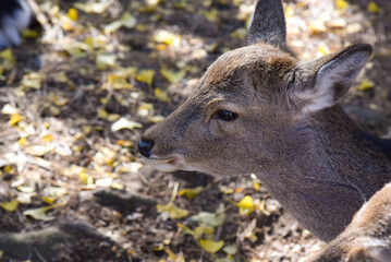 Fototapeta premium 奈良の鹿