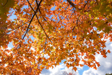 紅葉したもみじの背景