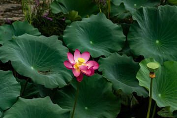 lotus flower with seedpod